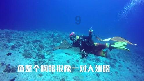 蓝狐视频